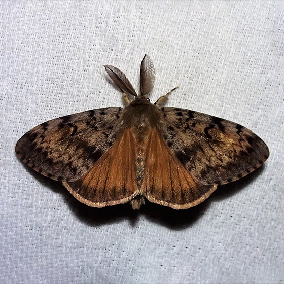Lymantria dispar (acima de 50 uni.)